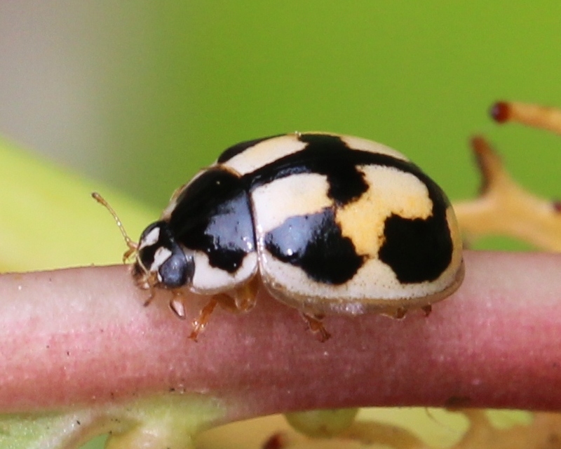 Ladybirdbase